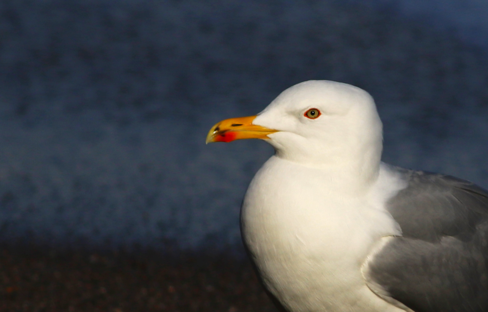 Yellow-legged Gull